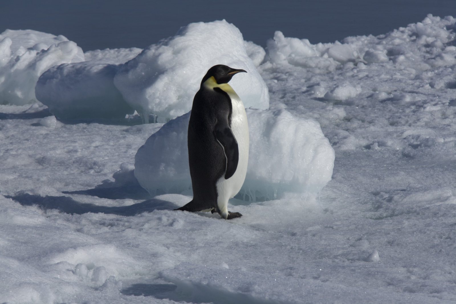 Die Reise, die ihr Ziel nicht erreichte: Kaiserpinguine im Weddellmeer