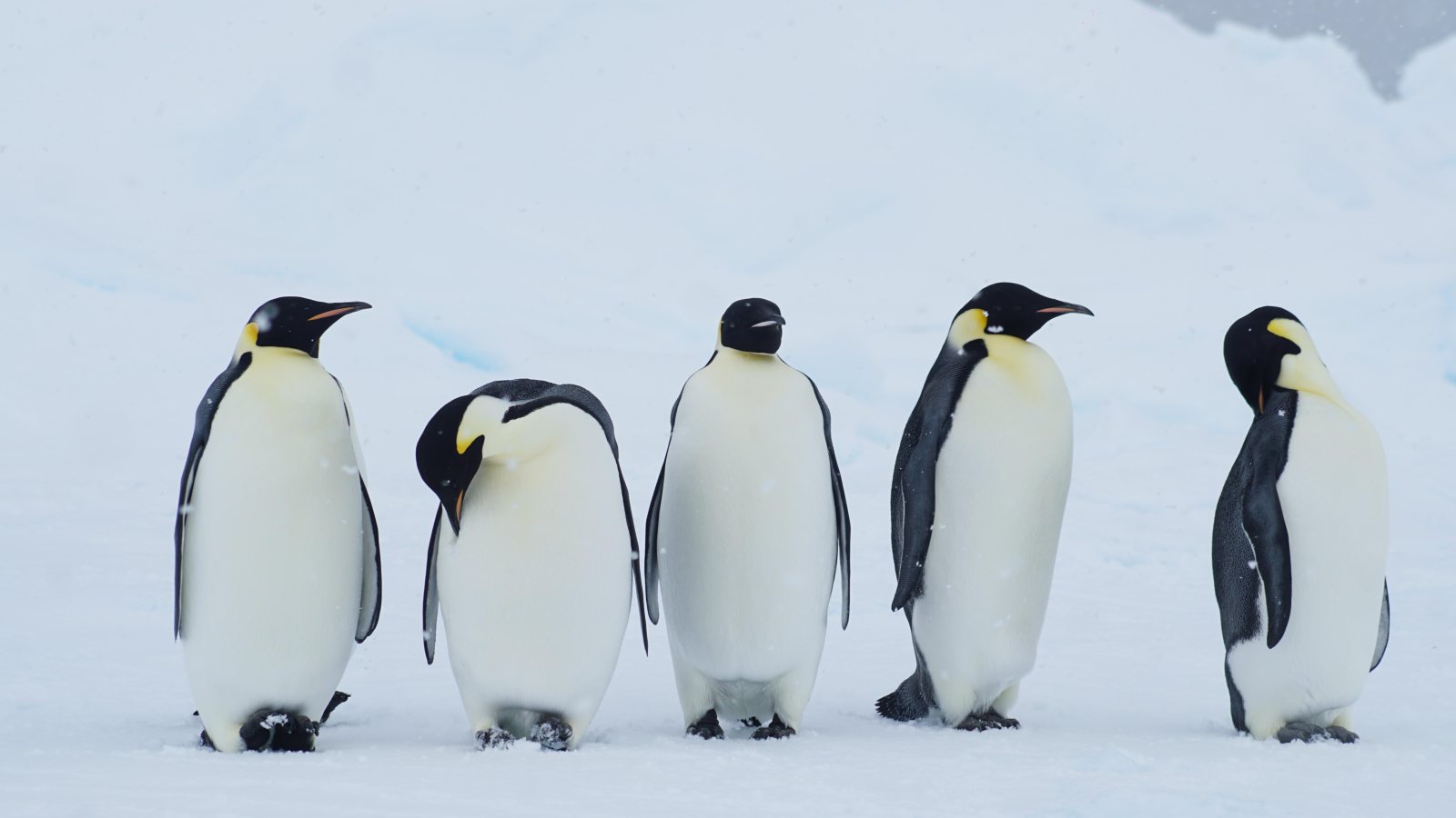 Gruppe von Kaiserpinguinen auf dem Meereis im Weddellmeer