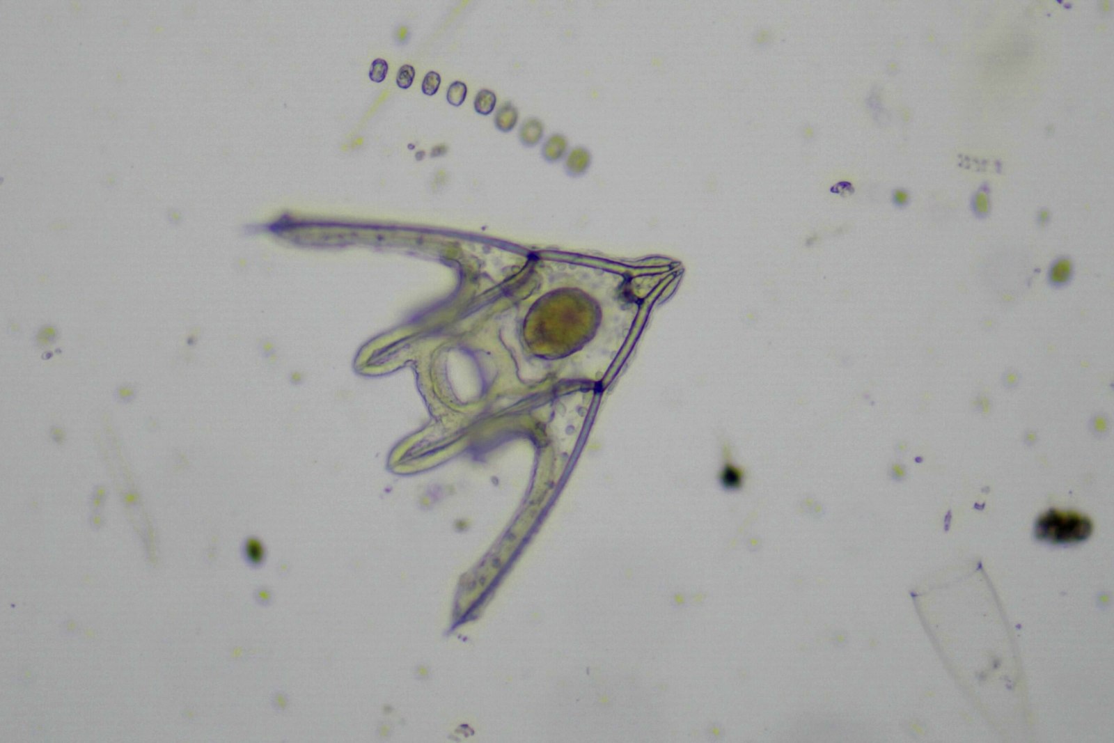 Zooplankton und einzellige Algen unter dem Bordmikroskop